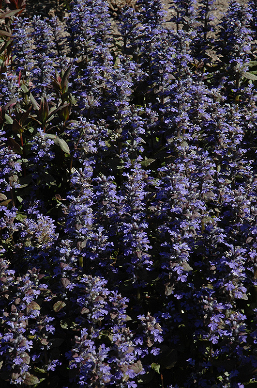 Purple Brocade Bugleweed (Ajuga reptans 'Purple Brocade') at Kennedy's Country Gardens