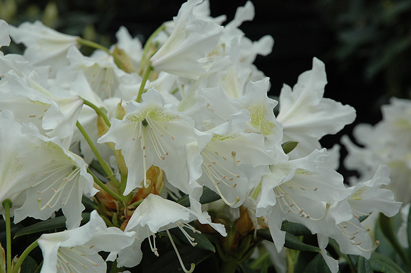 Cunningham White Rhododendron (Rhododendron 'Cunningham White') at Kennedy's Country Gardens