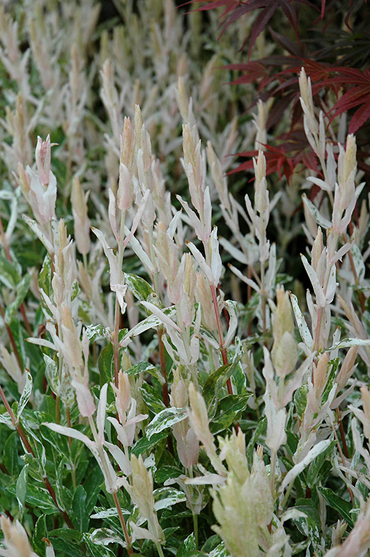 Tricolor Willow (Salix integra 'Hakuro Nishiki') at Kennedy's Country Gardens