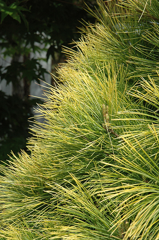 Louie Eastern White Pine (Pinus strobus 'Louie') at Kennedy's Country Gardens