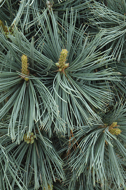 Extra Blue Limber Pine (Pinus flexilis 'Extra Blue') at Kennedy's Country Gardens