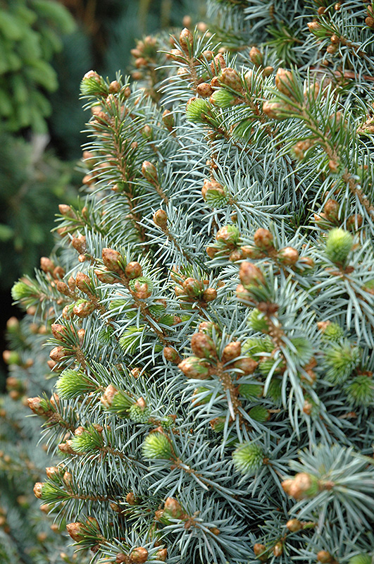 Papoose Dwarf Sitka Spruce (Picea sitchensis 'Papoose') at Kennedy's Country Gardens