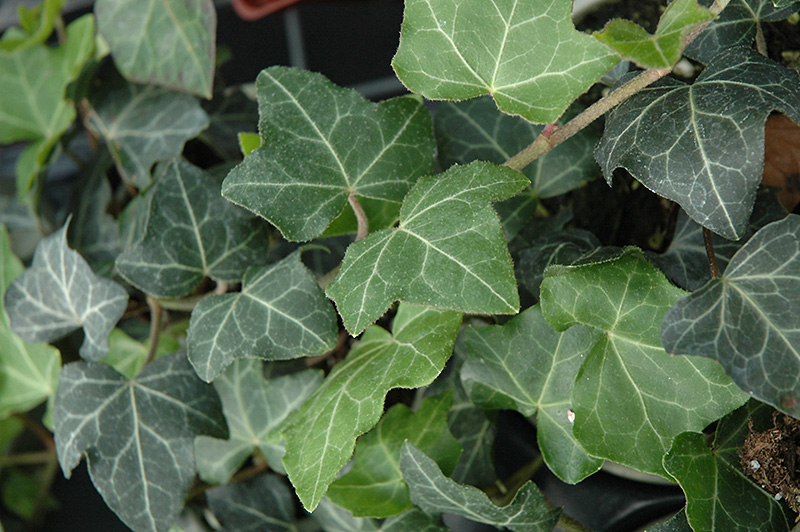 Baltic Ivy (Hedera helix 'Baltica') at Kennedy's Country Gardens