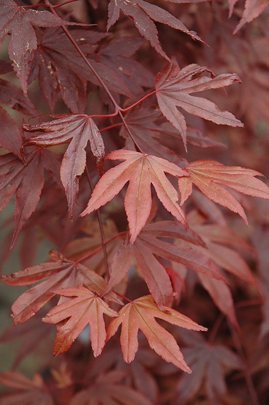 Fireglow Japanese Maple (Acer palmatum 'Fireglow') at Kennedy's Country Gardens