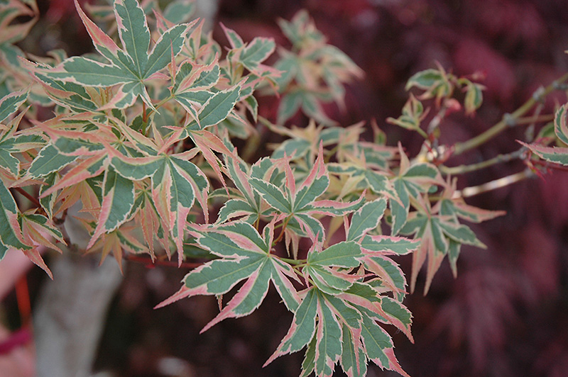 Beni Schichihenge Japanese Maple (Acer palmatum 'Beni Schichihenge') at Kennedy's Country Gardens