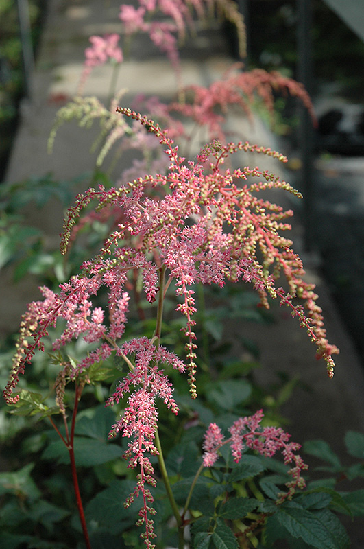 Ostrich Plume Astilbe (Astilbe x arendsii 'Ostrich Plume') at Kennedy's Country Gardens