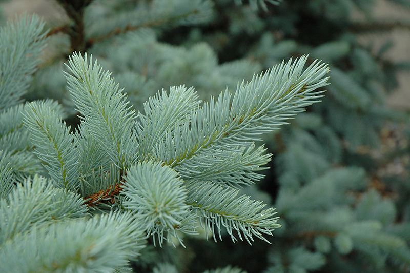 Bacheri Blue Spruce (Picea pungens 'Bacheri') at Kennedy's Country Gardens