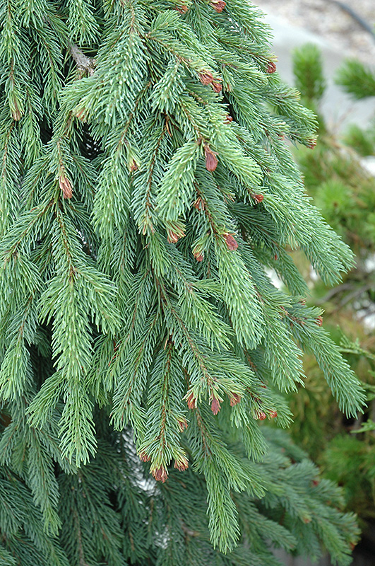 Weeping White Spruce (Picea glauca 'Pendula') at Kennedy's Country Gardens