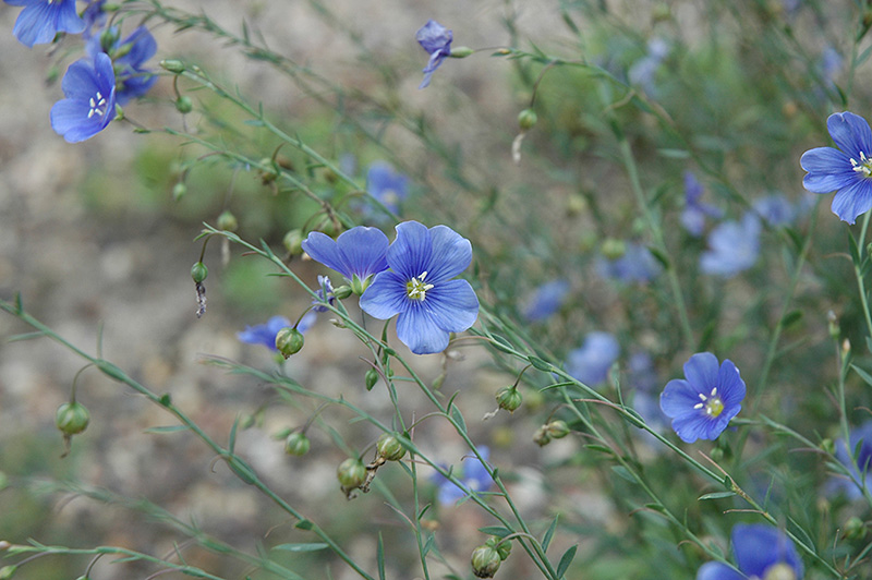 Sapphire Perennial Flax (Linum perenne 'Sapphire') at Kennedy's Country Gardens