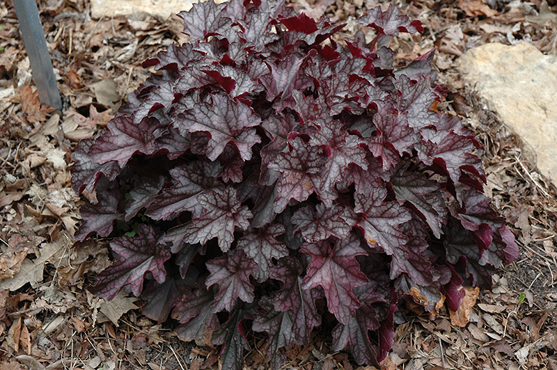 Dolce Black Currant Coral Bells (Heuchera 'Black Currant') at Kennedy's Country Gardens