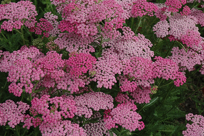 Pink Grapefruit Yarrow (Achillea 'Pink Grapefruit') at Kennedy's Country Gardens
