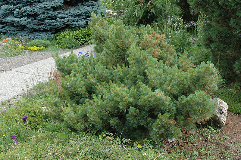 Macopin Eastern White Pine (Pinus strobus 'Macopin') at Kennedy's Country Gardens