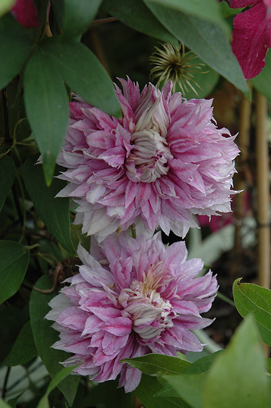 Josephine Clematis (Clematis 'Josephine') at Kennedy's Country Gardens