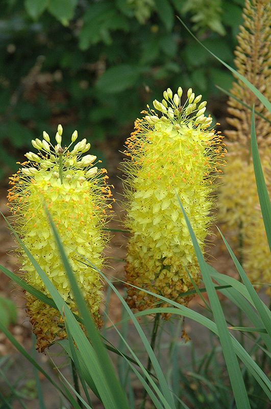 Shelford Hybrids Fox Tail Lily (Eremurus 'Shelford Hybrids') at Kennedy's Country Gardens