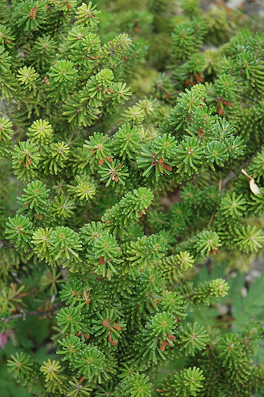 Prostrate Beauty Korean Fir (Abies koreana 'Prostrate Beauty') at Kennedy's Country Gardens