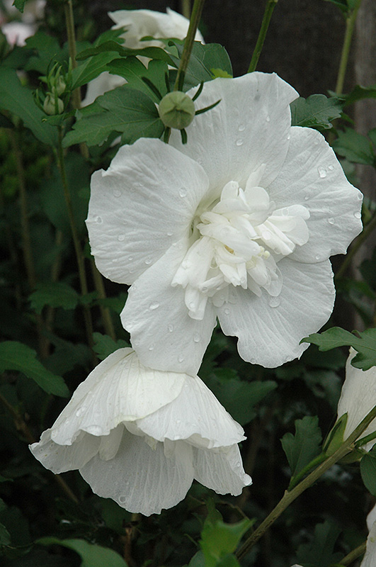 White Chiffon Rose of Sharon (Hibiscus syriacus 'Notwoodtwo') at Kennedy's Country Gardens