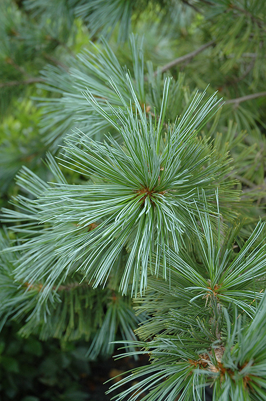 Vanderwolf's Pyramid Pine (Pinus flexilis 'Vanderwolf's Pyramid') at Kennedy's Country Gardens
