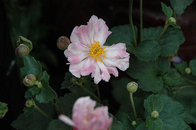 Queen Charlotte Anemone (Anemone x hybrida 'Queen Charlotte') at Kennedy's Country Gardens