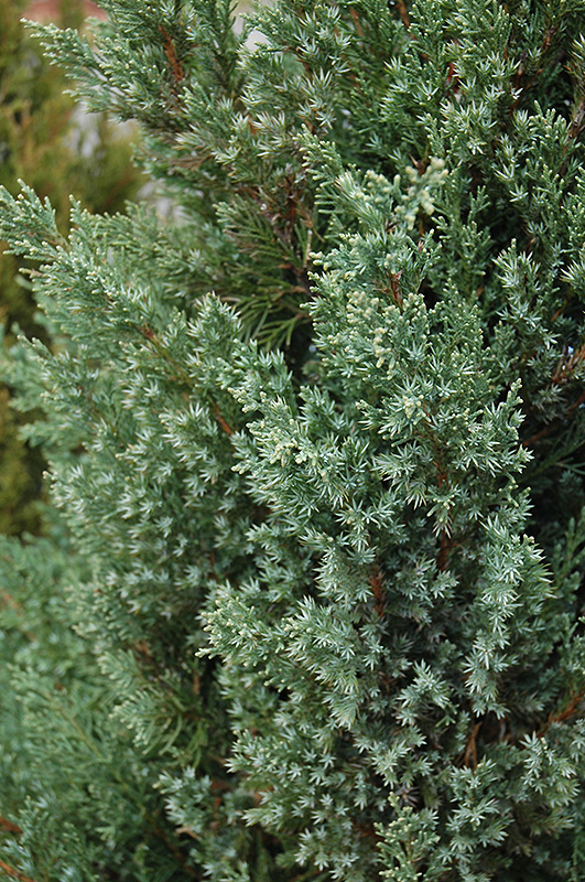 Mountbatten Juniper (Juniperus chinensis 'Mountbatten') at Kennedy's Country Gardens