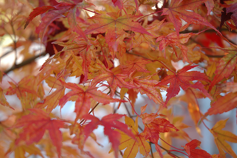 Butterfly Variegated Japanese Maple (Acer palmatum 'Butterfly') at Kennedy's Country Gardens
