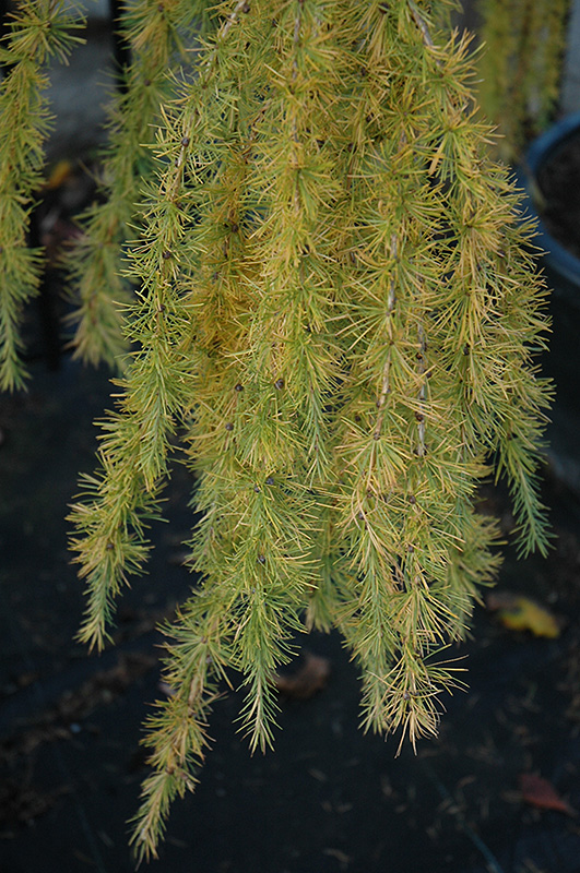 Varied Directions Larch (Larix decidua 'Varied Directions') at Kennedy's Country Gardens