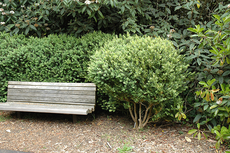 Common Boxwood (Buxus sempervirens) at Kennedy's Country Gardens