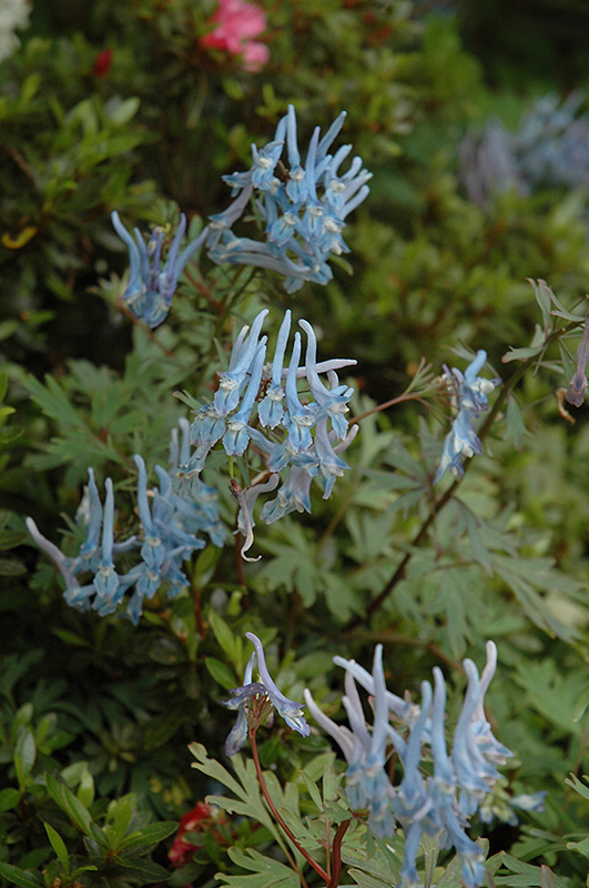 Blue Corydalis (Corydalis flexuosa) at Kennedy's Country Gardens