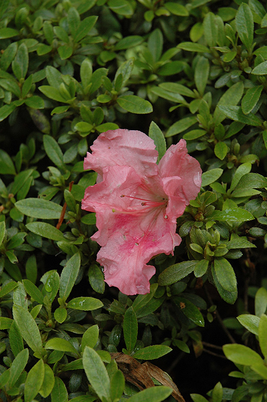 Gumpo Pink Azalea (Rhododendron 'Gumpo Pink') at Kennedy's Country Gardens