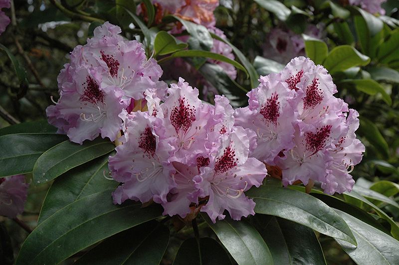 Blue Peter Rhododendron (Rhododendron 'Blue Peter') at Kennedy's Country Gardens