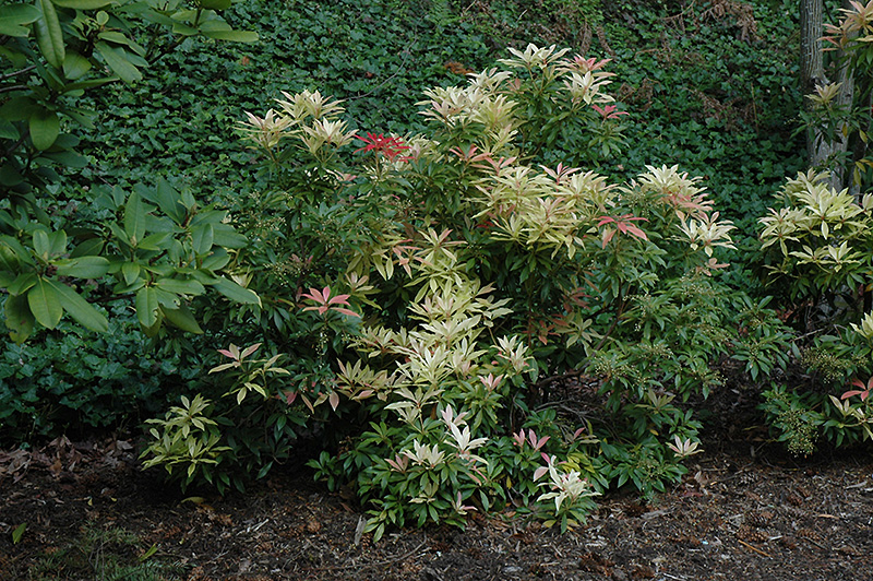 Forest Flame Japanese Pieris (Pieris japonica 'Forest Flame') at Kennedy's Country Gardens