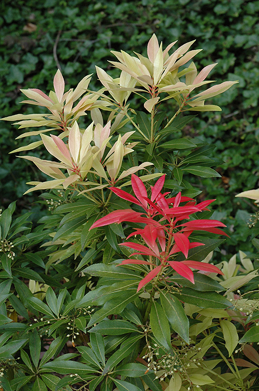 Forest Flame Japanese Pieris (Pieris japonica 'Forest Flame') at Kennedy's Country Gardens