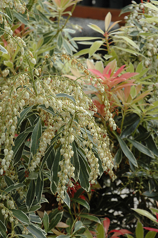 Flaming Silver Japanese Pieris (Pieris japonica 'Flaming Silver') at Kennedy's Country Gardens
