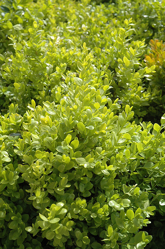 Dwarf English Boxwood (Buxus sempervirens 'Suffruticosa') at Kennedy's Country Gardens