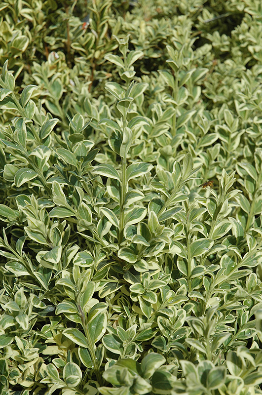Variegated Boxwood (Buxus sempervirens 'Elegantissima') at Kennedy's Country Gardens