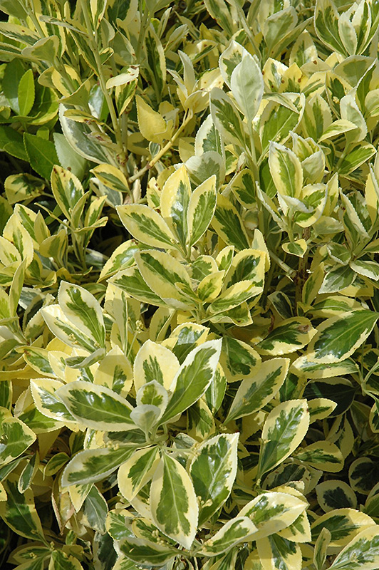 Silver King Euonymus (Euonymus japonicus 'Silver King') at Kennedy's Country Gardens