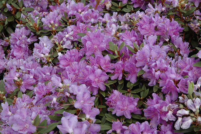 Purple Gem Rhododendron (Rhododendron 'Purple Gem') at Kennedy's Country Gardens