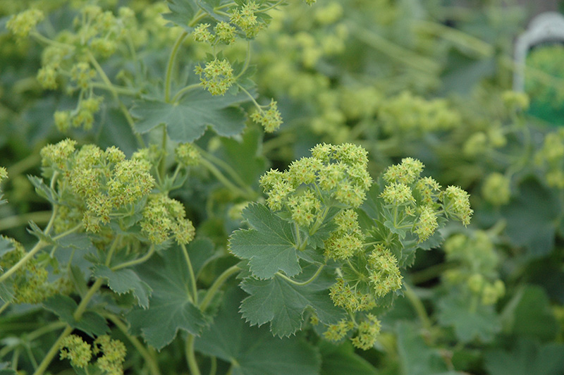 Gold Strike Lady's Mantle (Alchemilla 'Gold Strike') at Kennedy's Country Gardens