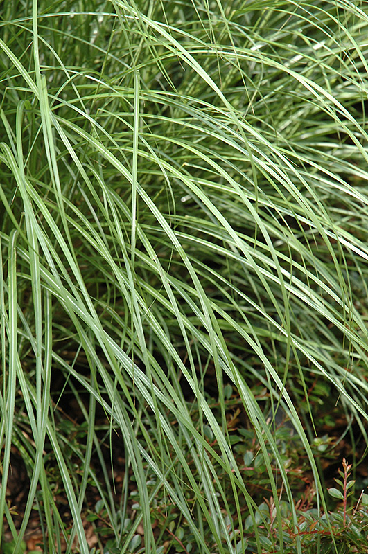 Little Kitten Dwarf Maiden Grass (Miscanthus sinensis 'Little Kitten') at Kennedy's Country Gardens
