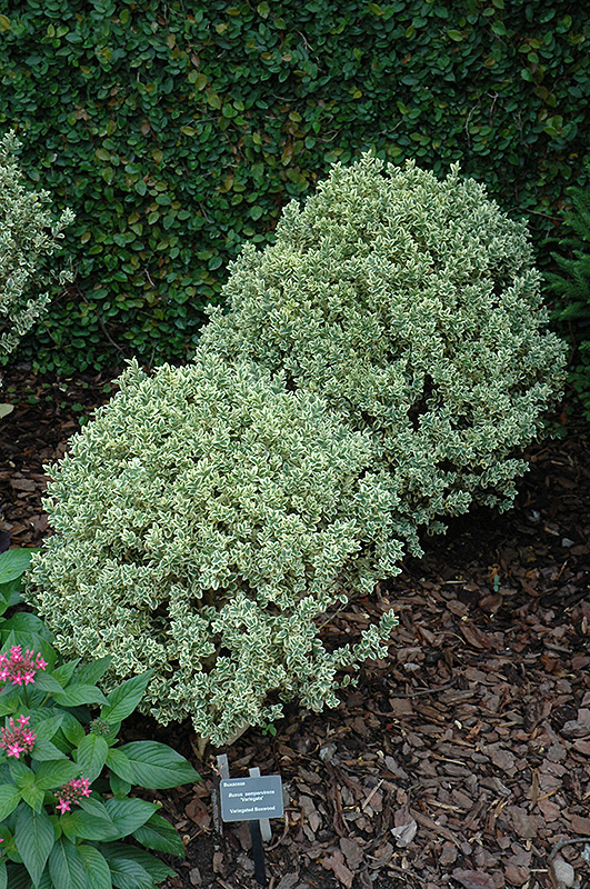 Variegated Boxwood (Buxus sempervirens 'Variegata') at Kennedy's Country Gardens