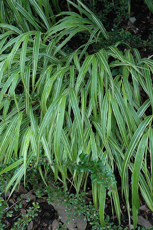 White Striped Hakone Grass (Hakonechloa macra 'Albo Striata') at Kennedy's Country Gardens