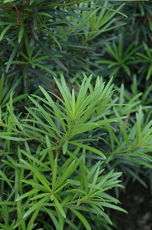 Japanese Yew (Podocarpus macrophyllus) at Kennedy's Country Gardens