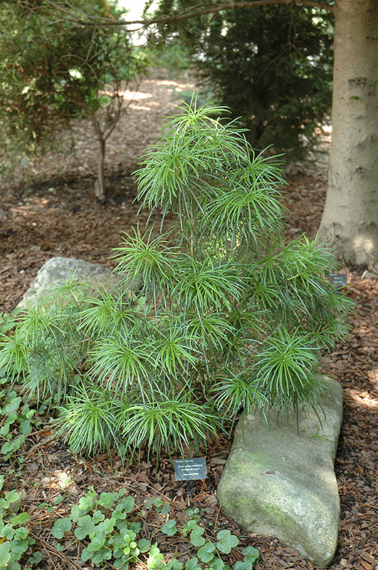 Mitsch Dwarf Umbrella Pine (Sciadopitys verticillata 'Mitsch Select') at Kennedy's Country Gardens