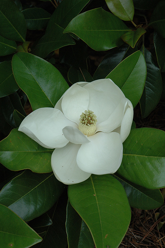 Edith Bogue Magnolia (Magnolia grandiflora 'Edith Bogue') at Kennedy's Country Gardens