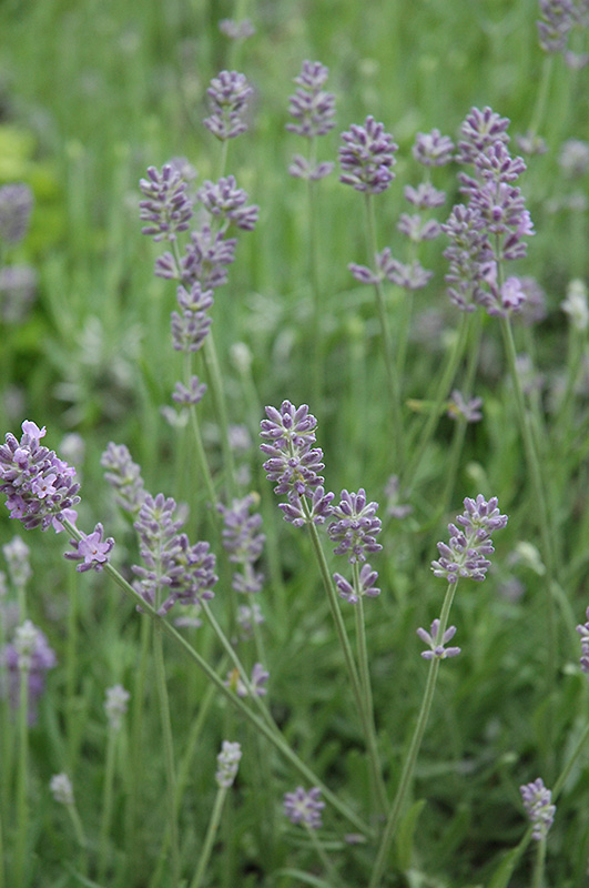Baby Blue English Lavender (Lavandula angustifolia 'Baby Blue') at Kennedy's Country Gardens