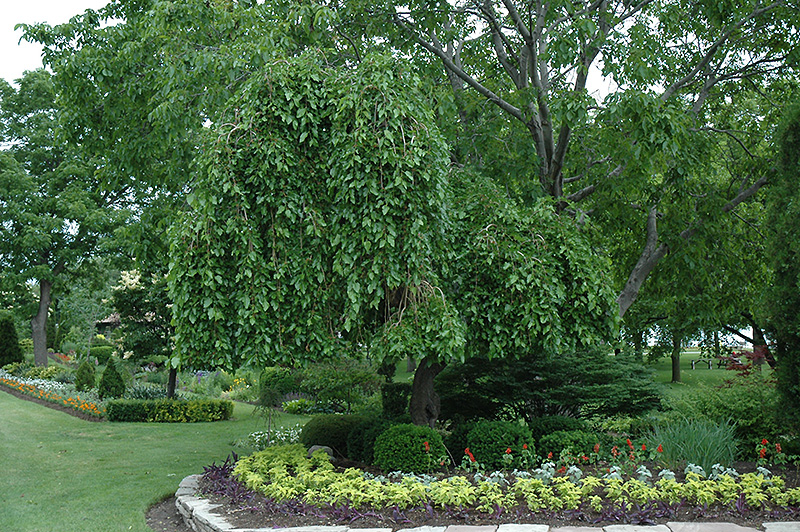 Weeping Mulberry (Morus alba 'Pendula') at Kennedy's Country Gardens