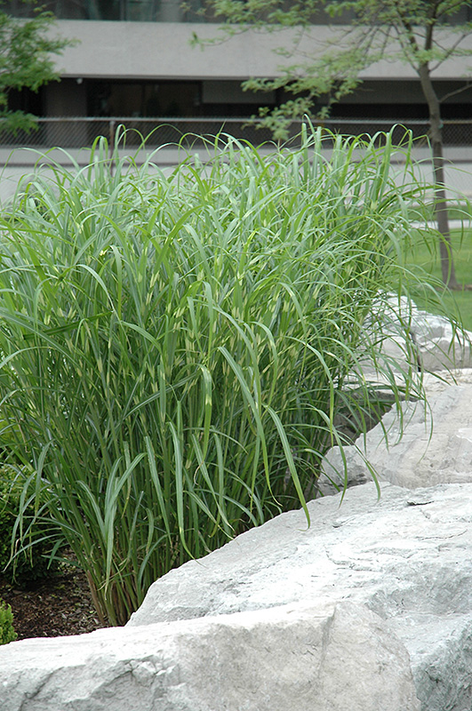 Zebra Grass (Miscanthus sinensis 'Zebrinus') at Kennedy's Country Gardens
