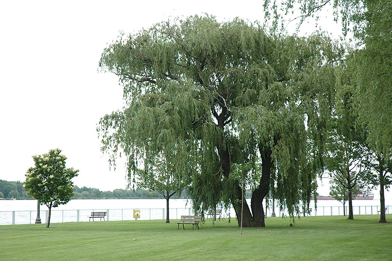 Niobe Golden Weeping Willow (Salix alba 'Niobe') at Kennedy's Country Gardens