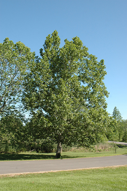 Sycamore (Platanus occidentalis) at Kennedy's Country Gardens