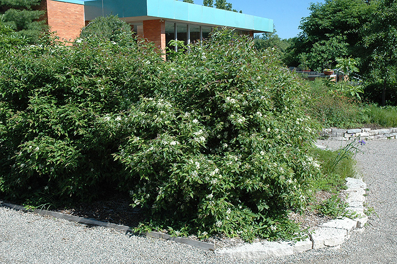 Gray Dogwood (Cornus racemosa) at Kennedy's Country Gardens