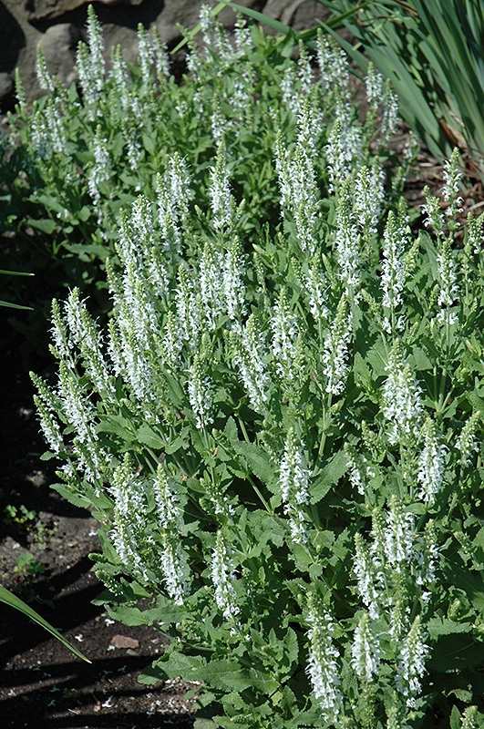 Snow Hill Sage (Salvia x sylvestris 'Snow Hill') at Kennedy's Country Gardens